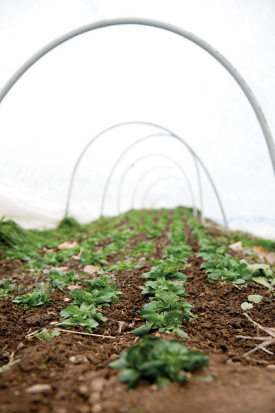 Spinach growing in hoop houses at Stone Barns. Consecutive plantings ensure harvests through March